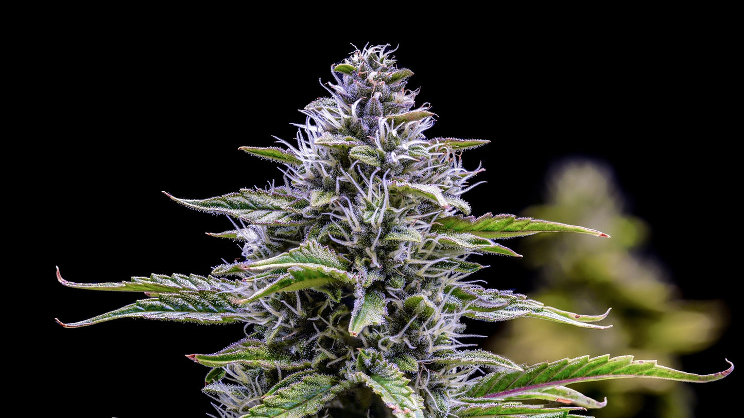 Canna-Cheese 1:1