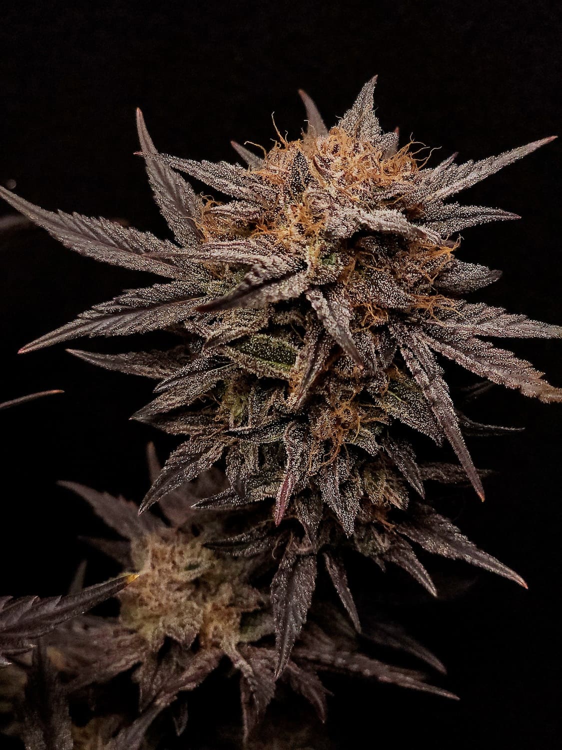 Mephisto's Grape Crush