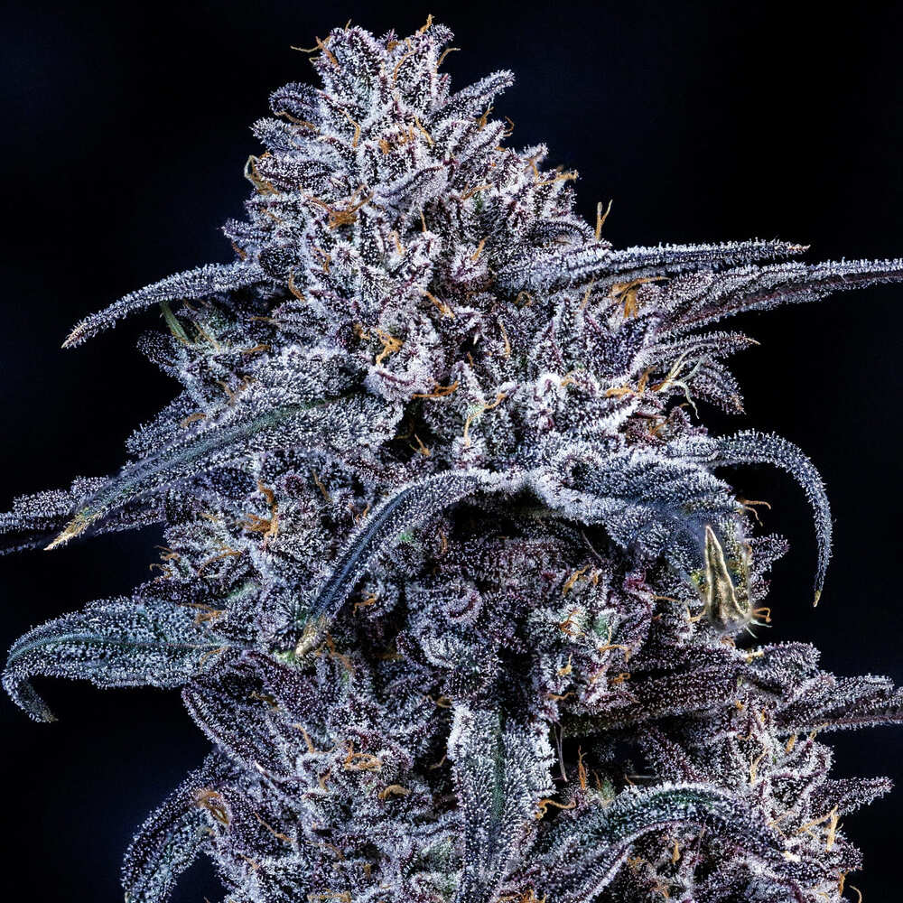 Mango Runtz – Mephisto Genetics