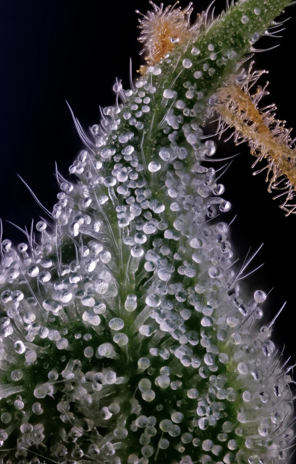 Mephmosa