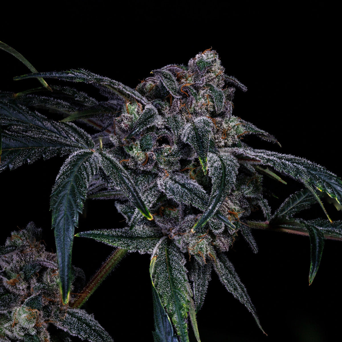 Mephmosa