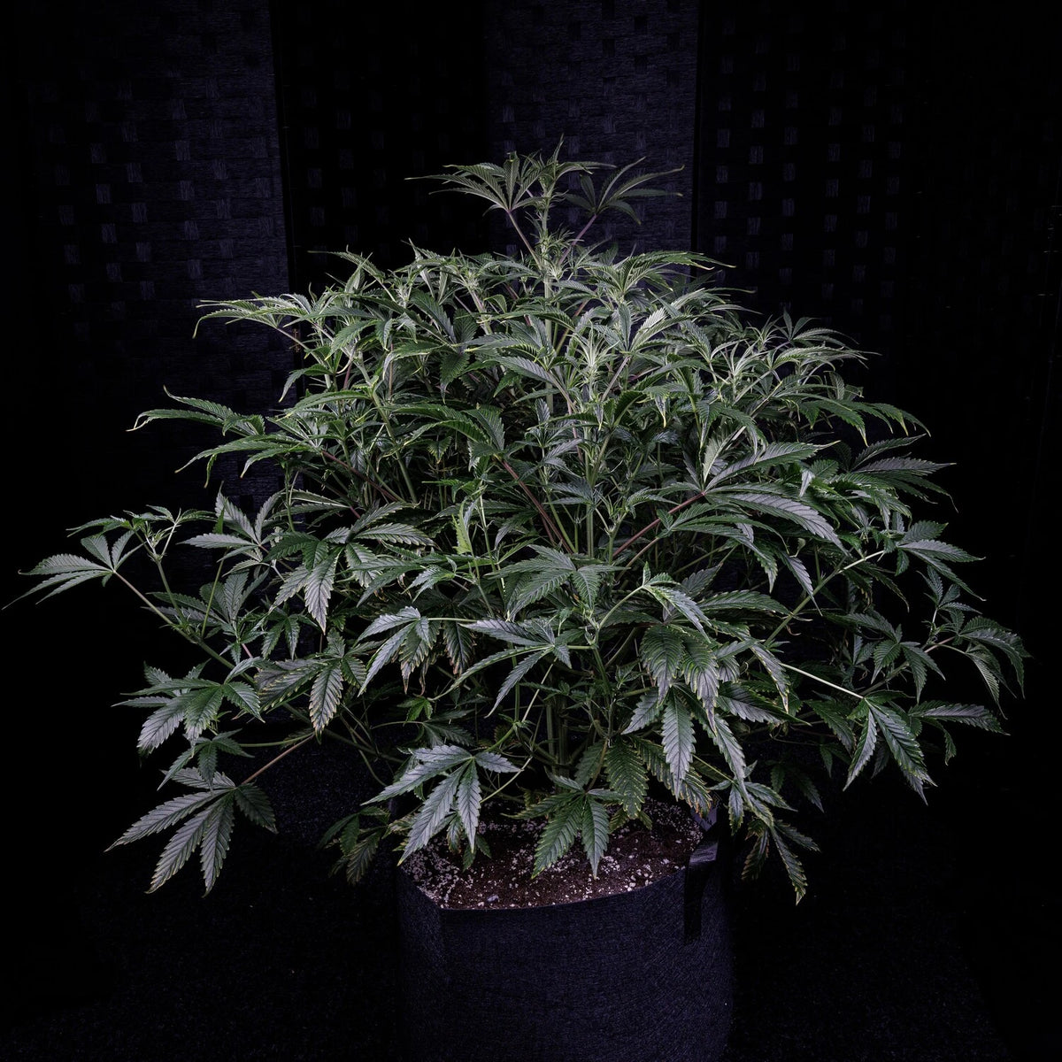 Mephmosa