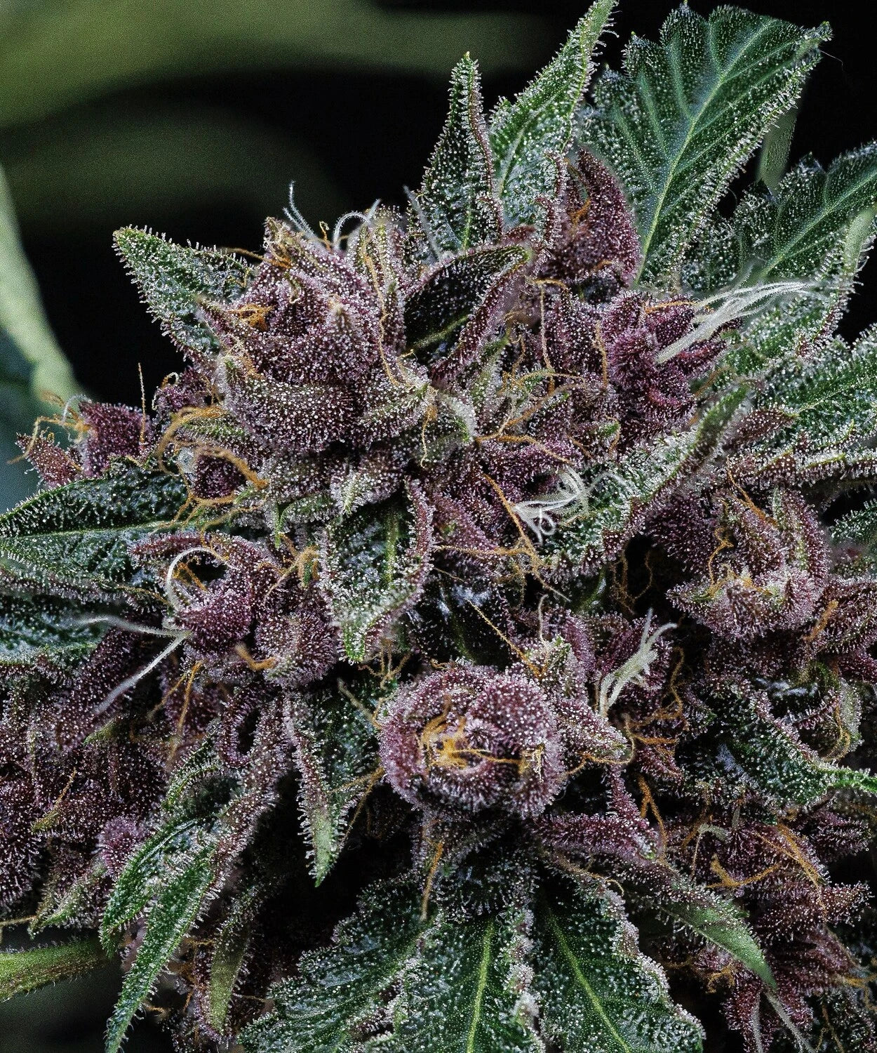 Purple Nuggets
