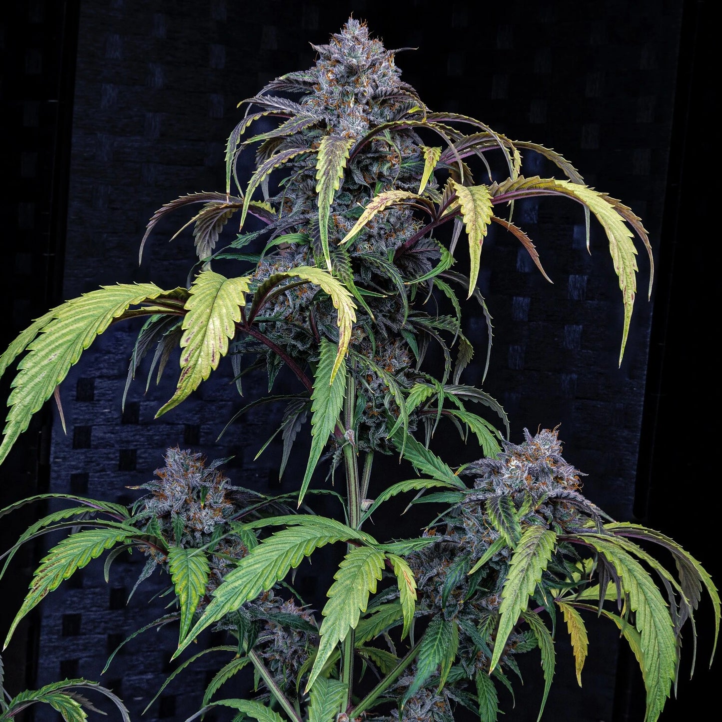 Rainbow Sundae 11