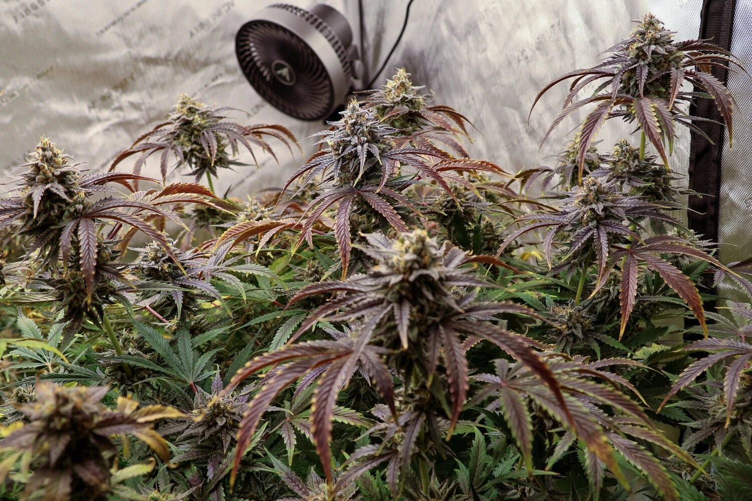 AAC Best Rosin image 1