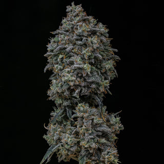 Gelauto N°33