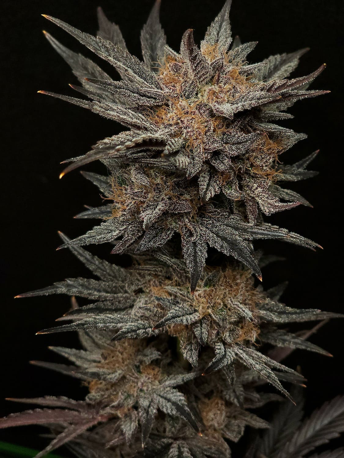 Mephisto's Grape Crush