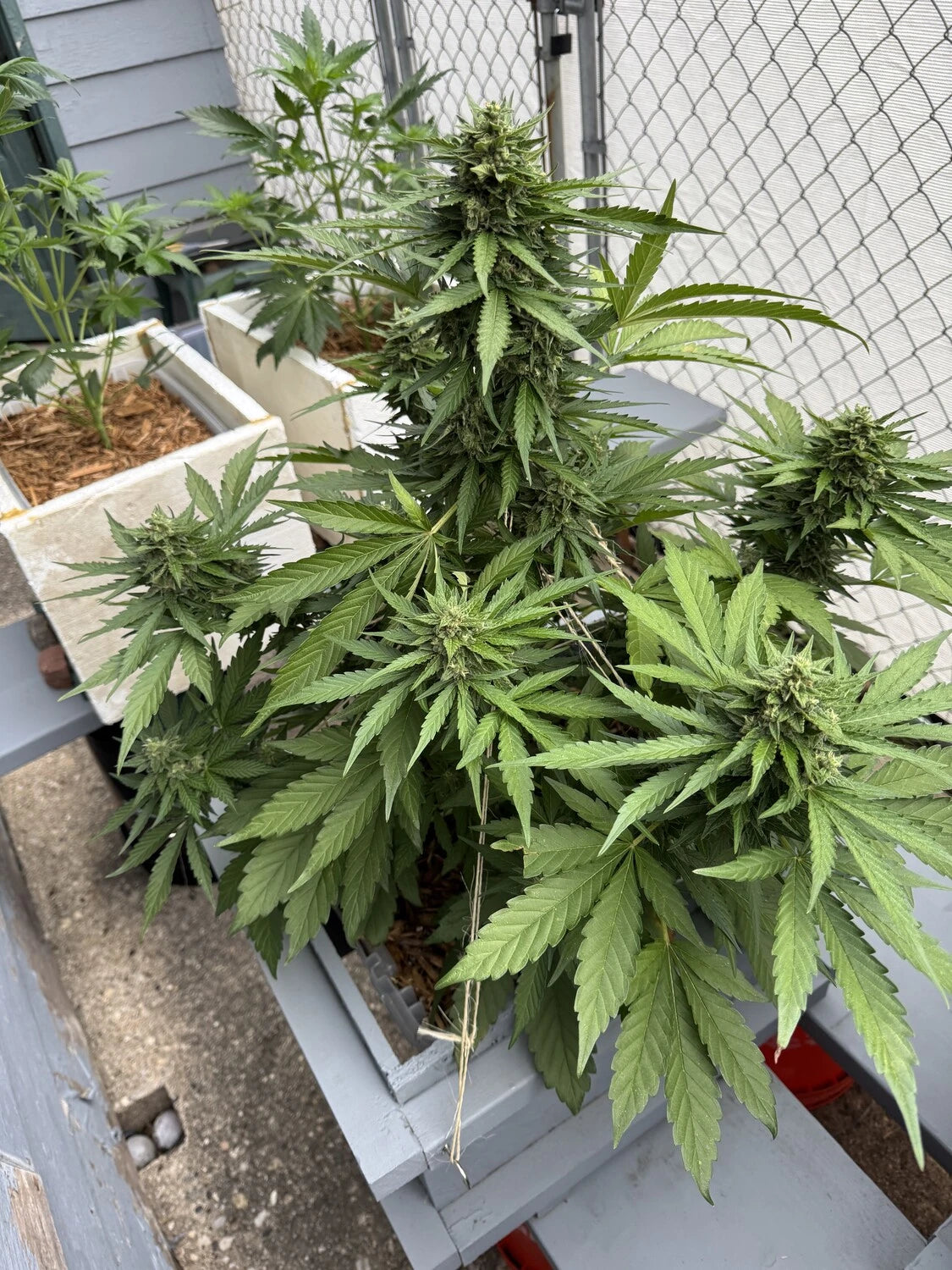 Customer Photo