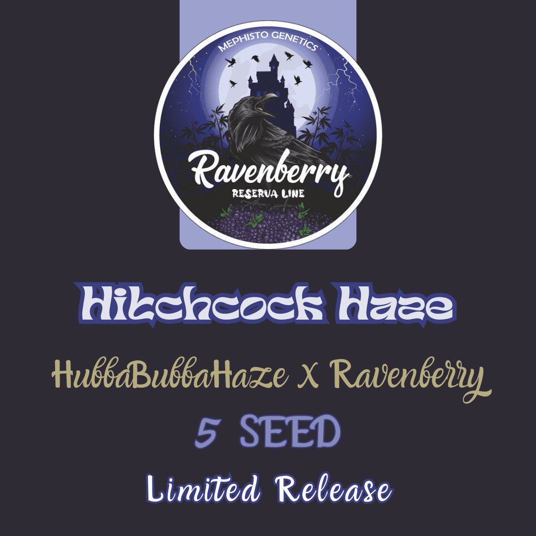 Hitchcock Haze