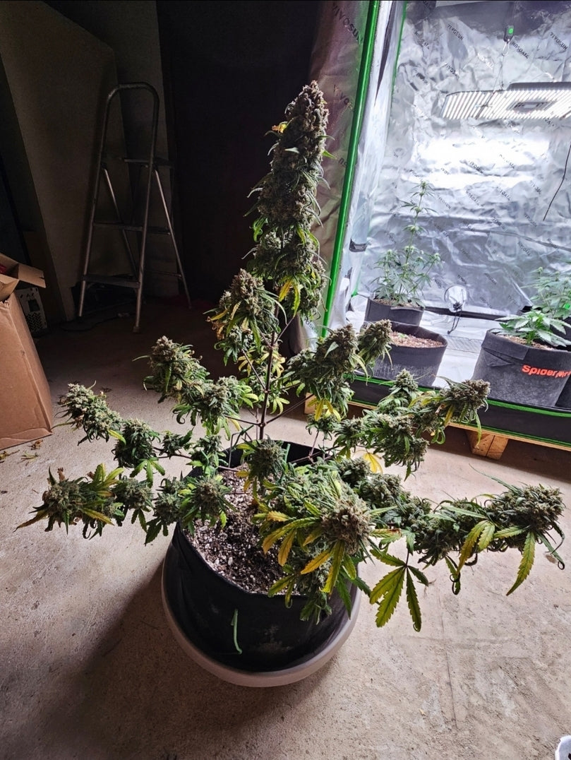 Customer Photo