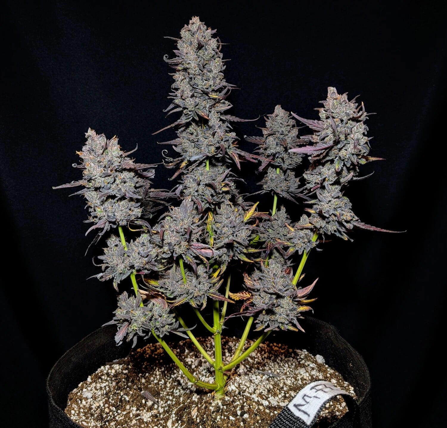 AAC - Best New Strain image 2