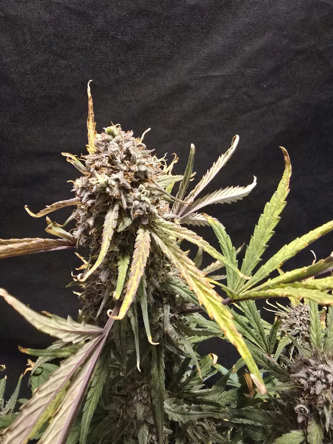 Mango Runtz – Mephisto Genetics