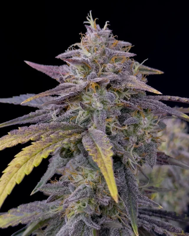 Mango Runtz – Mephisto Genetics