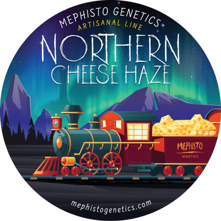 Northern Cheese Haze