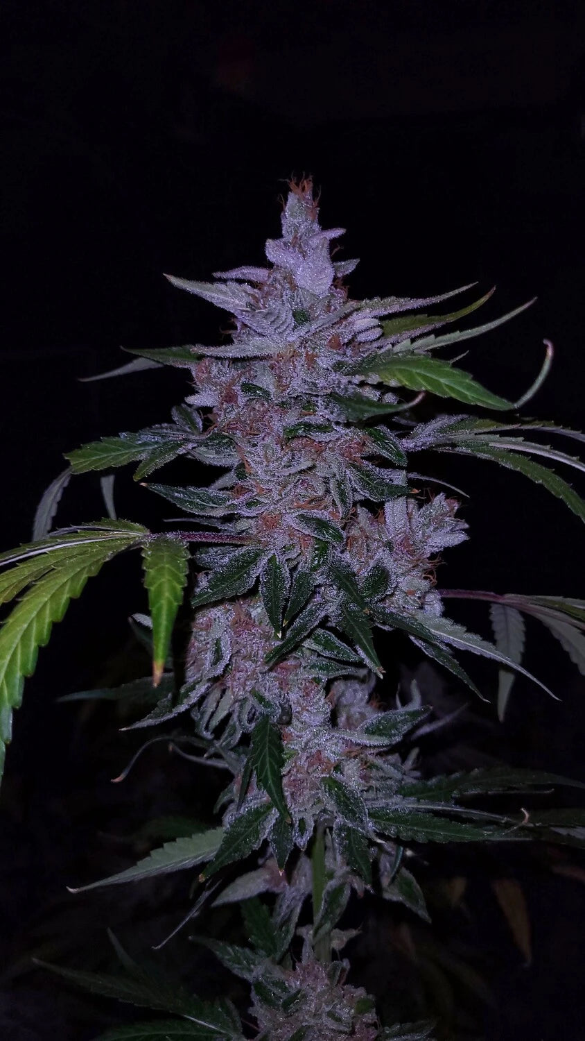 Old School Purple Nuggets