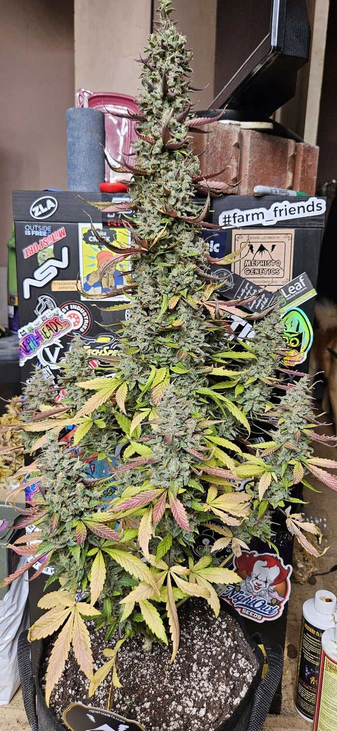 Customer Photo
