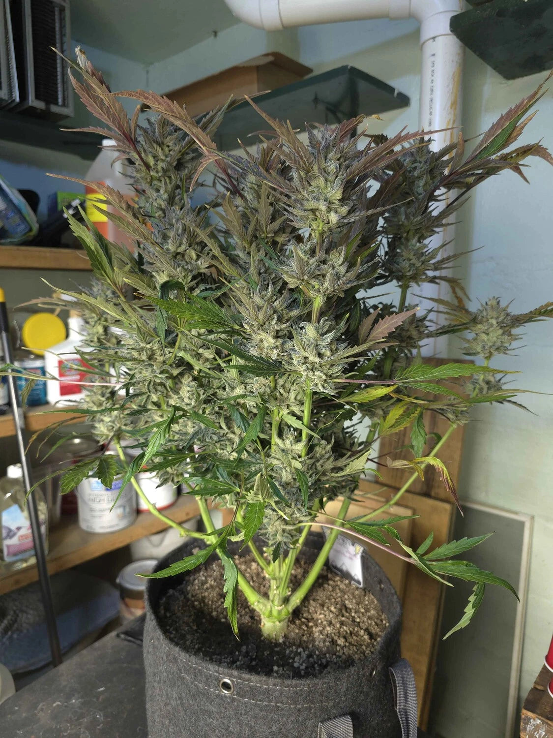 Customer Photo