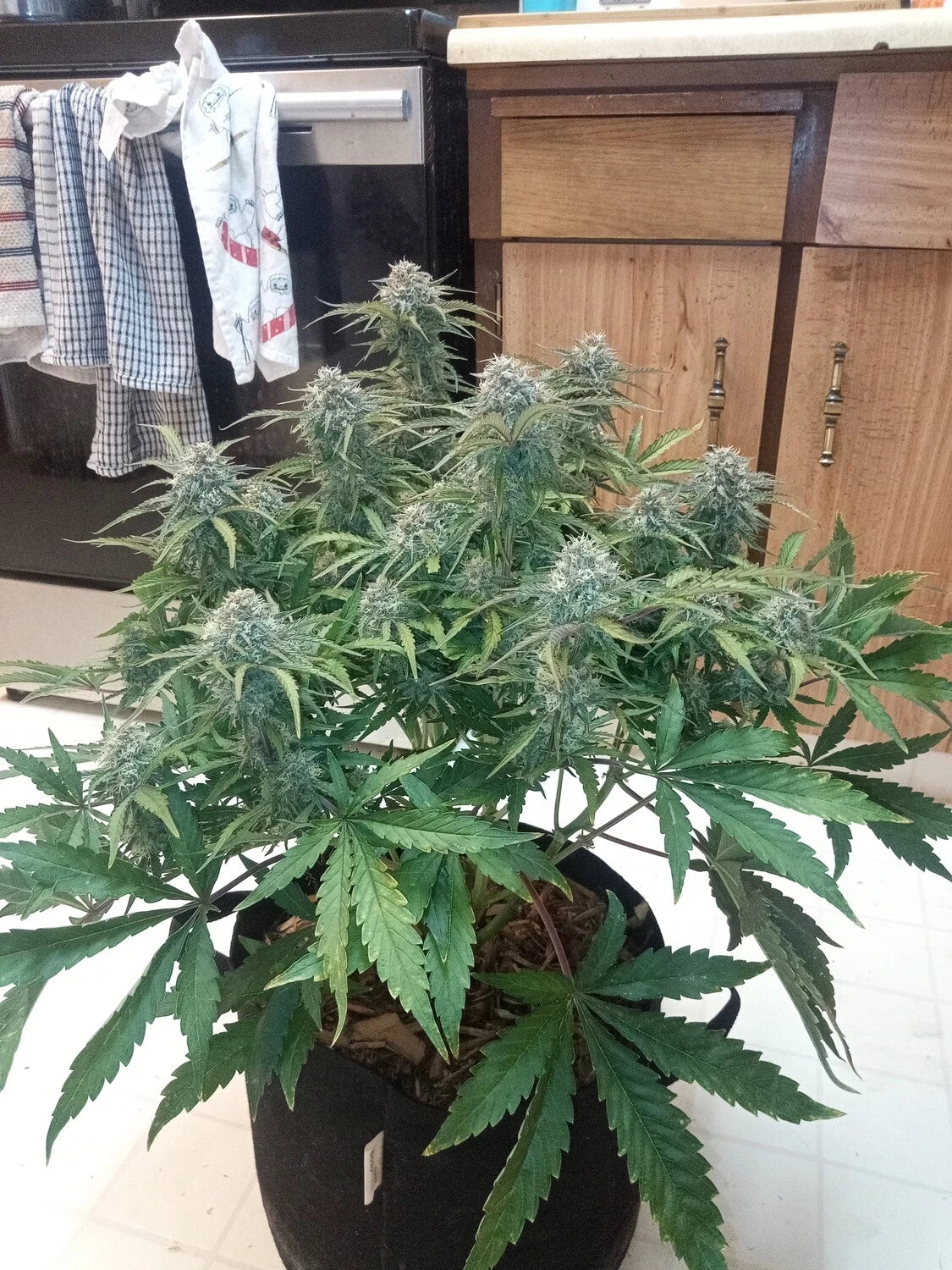 Customer Photo