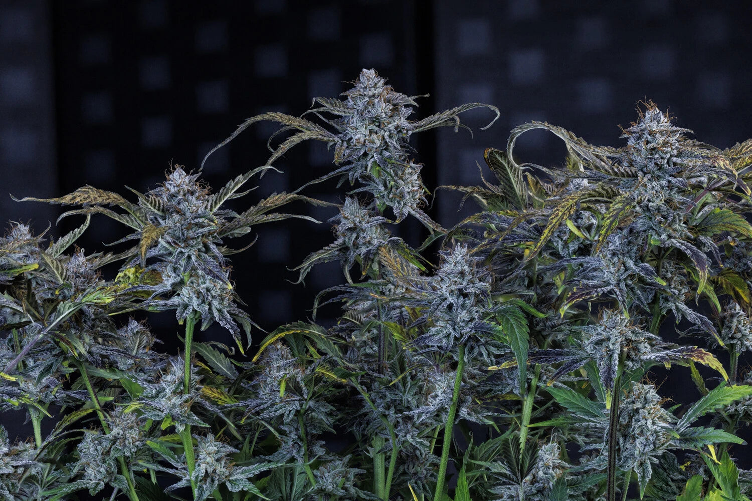 AAC Best Hybrid 2025 image 3