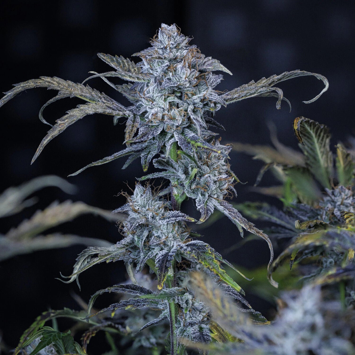 AAC Best Hybrid 2025 image 5